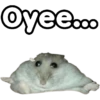 🐹 hamster triste🐹😟 26
