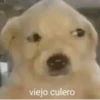 MEMES XD 15