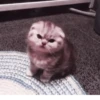°᳝🤍 kittens @wwertyil :: 24