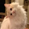 ~cute cats~ 24