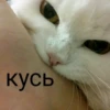 ~cute cats~ 25