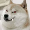 Doge / 24