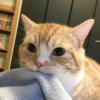 ~cute cats~ 27