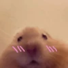 🐹Ratitas cutes🐹 13