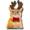 Michi 🎁🎄 Navidad 28