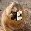 Capibara Moods 13