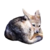 Sexy Animals 25