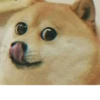 Doge / 25