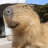 Capibara Moods 14