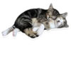 Sexy Animals 27