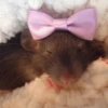 Ratitas Randoms 🧀 13