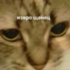 ~cute cats~ 28