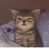 ~cute cats~ 29