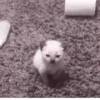 °᳝🤍 kittens @wwertyil :: 26