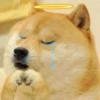 Doge / 29