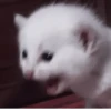 °᳝🤍 kittens @wwertyil :: 27