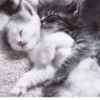 °᳝🤍 kittens @wwertyil :: 28