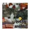 Michis memes 😹😼 15