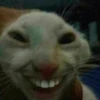 cat laughing meme 7