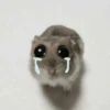 🐹 hamster triste🐹😟 30