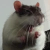 Ratitas Randoms 🧀 15