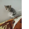 ~cute cats~ 30