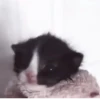 °᳝🤍 kittens @wwertyil :: 29