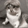 Gatos🐱 6