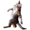 Gatos traviesos😹💞1🇵🇪Clásica 5