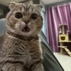 Gatos🐱 7