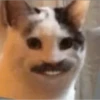 Hamster 2 9