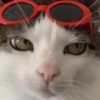 Gatos traviesos😹💞1🇵🇪Clásica 6