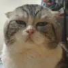 Gatitos enojados😡🐱 5