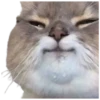 Gatos traviesos😹💞1🇵🇪Clásica 7