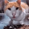 Gatos🐱 9