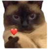 Gatos traviesos😹💞1🇵🇪Clásica 8