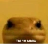 Мемчики от 10