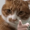 Gatos🐱 10