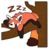 Red Panda | ORF редакциR 13