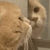 Gatitos enojados😡🐱 6