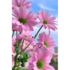 Türkiye 2 8