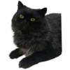 Gatos traviesos😹💞1🇵🇪Clásica 9