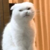 Gatos🐱 12