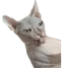 Gatos traviesos😹💞1🇵🇪Clásica 10