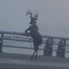 💣Random Supra 02😎 15