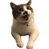 Gatos traviesos😹💞1🇵🇪Clásica 11