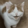 Gatos🐱 13