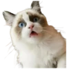 Gatos traviesos😹💞1🇵🇪Clásica 12