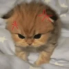 Gatitos enojados😡🐱 7