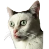 Gatos traviesos😹💞1🇵🇪Clásica 13